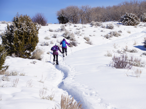 Beginner Snowshoeing