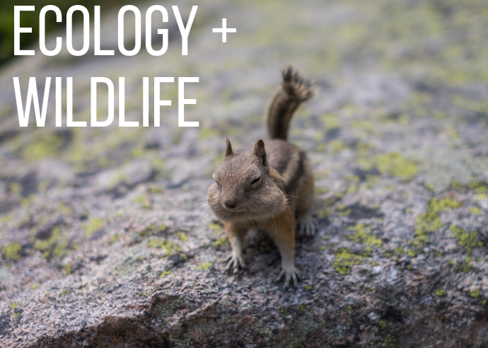 Ecology & Wildlife