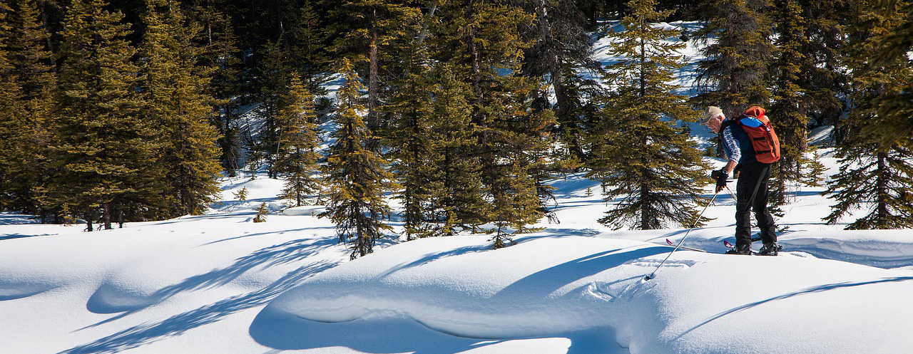 Image of Backcountry Nordic Skiier